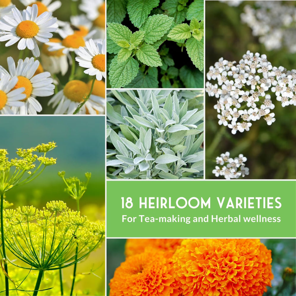 Medicinal Herb Seeds 18 Pack Collection - Heirloom Full Sun, Perennial