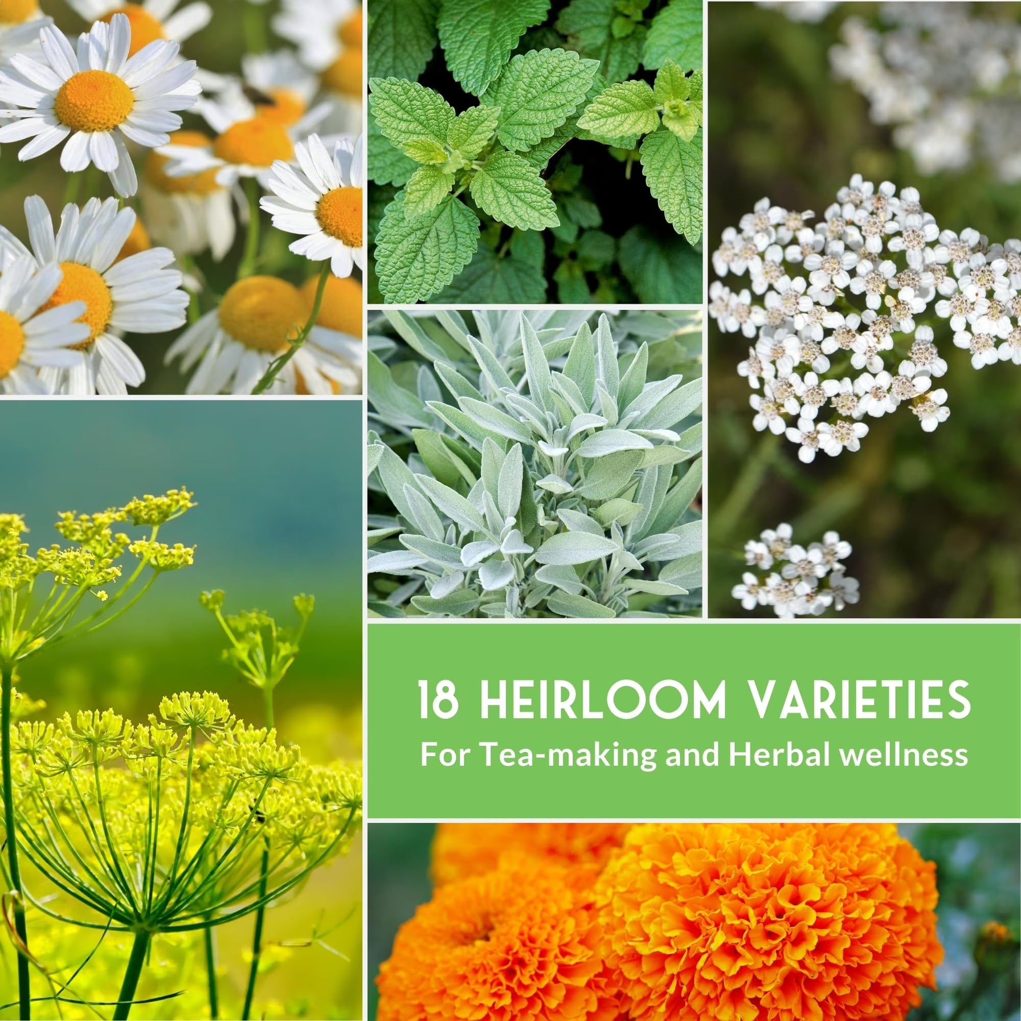 Medicinal Herb Seeds 18 Pack Collection - Heirloom Full Sun, Perennial